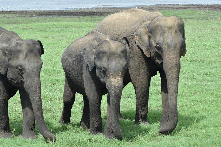 ミネリヤ\カウドゥッラ\フルルエコパークサファリプライベートツアー