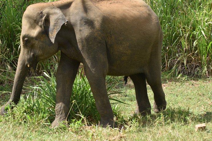 ミネリヤ\カウドゥッラ\フルルエコパークサファリプライベートツアー