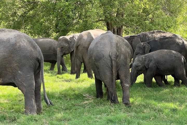 ミネリヤ国立公園プライベートジープサファリ半日送迎付き