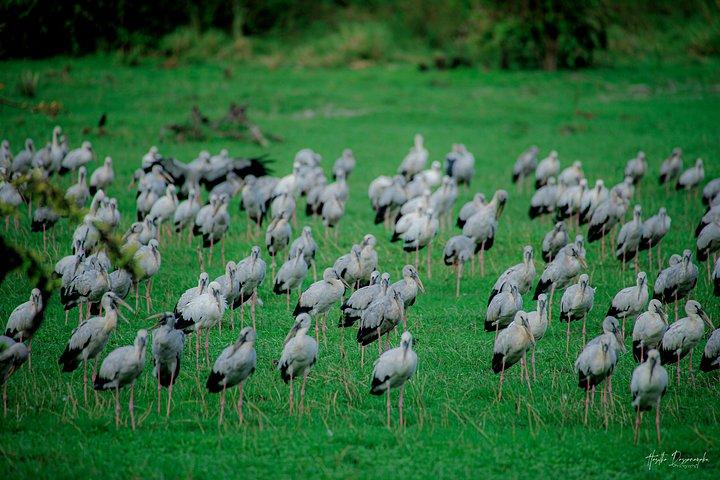 ミネリヤ国立公園でのプライベートジープサファリで象を見る
