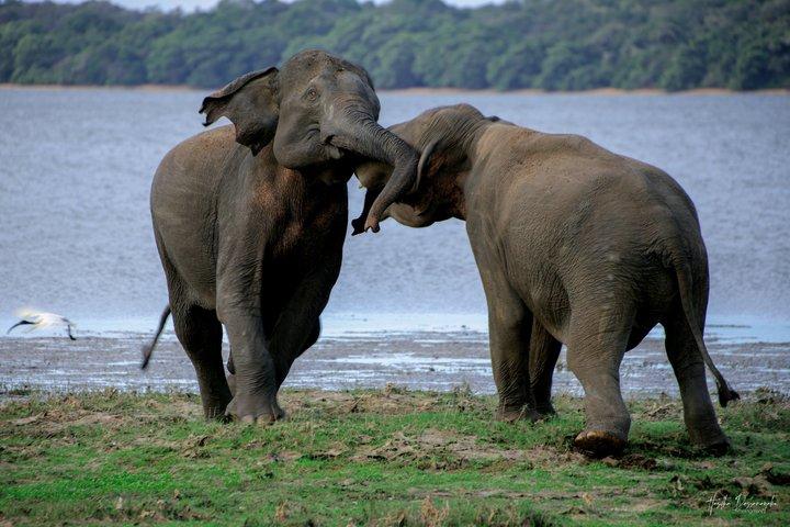 ポロンナルワ古都とミネリヤ象サファリ
