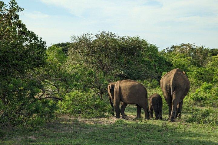8-Day Private Tour with Train Ride, Safari & Beaches