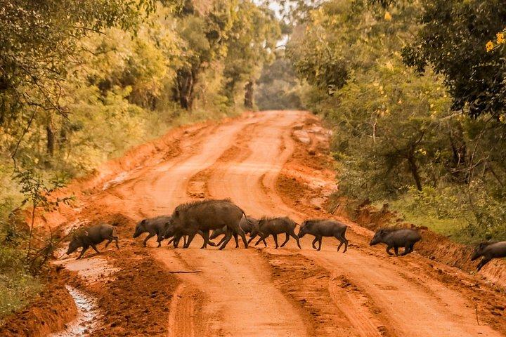8-Day Private Tour with Train Ride, Safari & Beaches