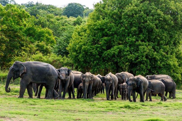 8-Day Private Tour with Train Ride, Safari & Beaches