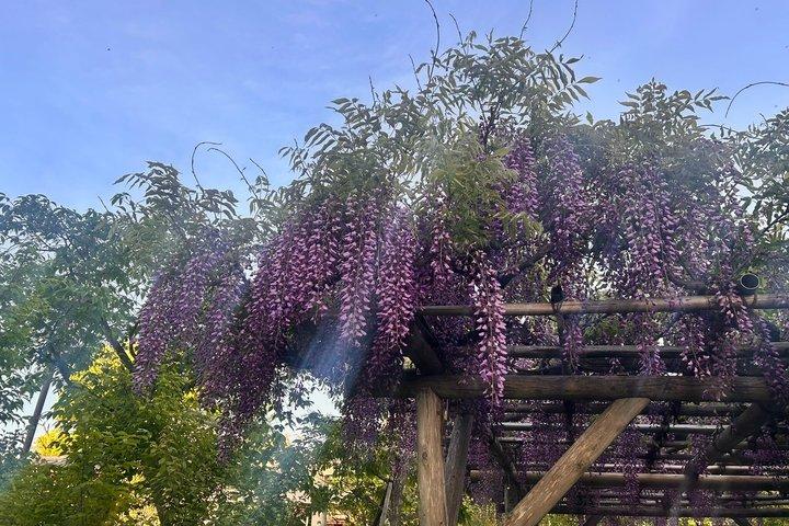Tokyo Spring Flowering Gardens Tour met Gardener E-bike of wandeling