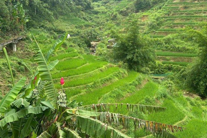 Sapa : Randonnée d’une demi-journée – Belles rizières en terrasses et vie locale