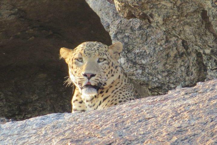 5 Tage Udaipur nach Jawai Leopard Safari Tour mit Ranakpur Tempel