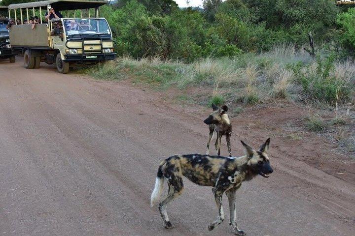 2 - Day Authentic Big Five Camping Safari in Pilanesberg