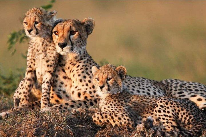 オル・ペジェタ・アベルダレ湖ナクルとマサイマラサファリ6日間
