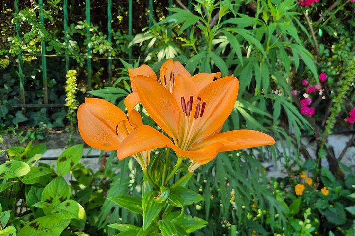 Excursion d'une journée à Giverny et Versailles au départ de Paris avec un guide professionnel