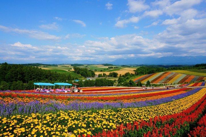 札幌からファーム富田へのバスツアー