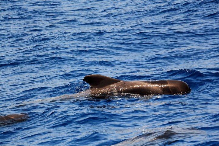 プライベートチャーターによるクジラとイルカのウォッチングツアー（最大11名様）