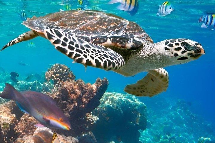 Aventura de buceo en el Mar Rojo desde Hurghada con traslados para el almuerzo