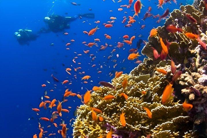Aventura de buceo en el Mar Rojo desde Hurghada con traslados para el almuerzo