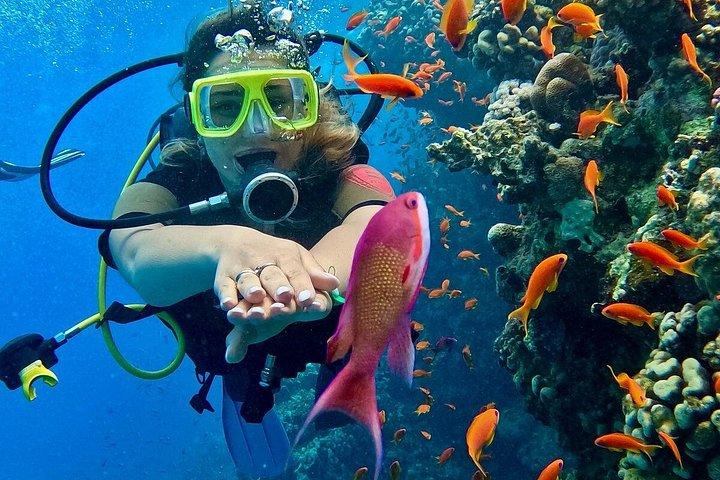 フルガダ発紅海スキューバダイビングアドベンチャー（ランチ送迎付き）