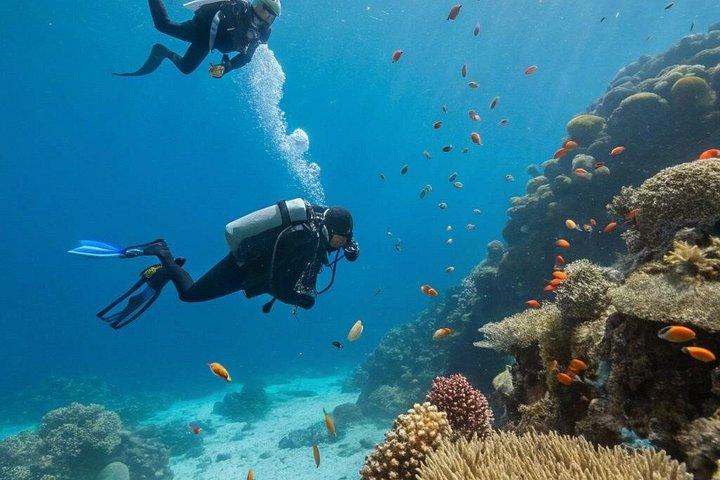 フルガダ発紅海スキューバダイビングアドベンチャー（ランチ送迎付き）
