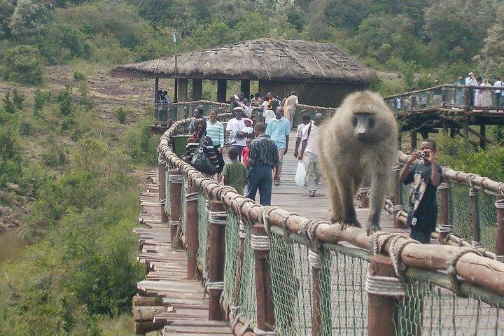 Tour di un giorno a Nairobi Safari Walk & Giraffe Center con biglietti d'ingresso