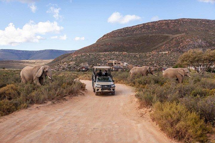 2-Day Safari Getaway near Cape Town - Big 5 Adventure