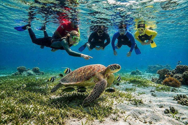 紅海のサファガでの 1 日ダイビング体験