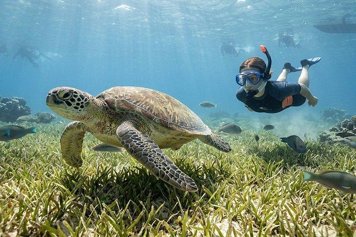 紅海のサファガでの 1 日ダイビング体験