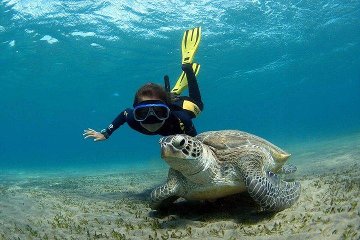 紅海のサファガでの 1 日ダイビング体験