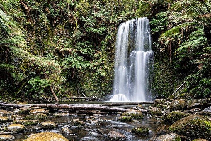 Otway Fly Treetop Walk Waterfalls et Redwood Tour au départ de Melbourne