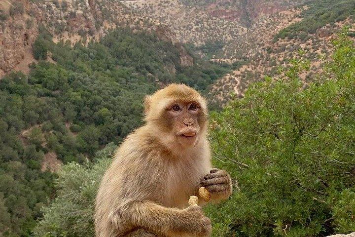 ウーズー滝日帰りツアー-マラケシュからウーズーへの日帰りツアー