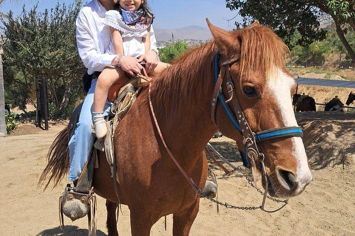 Shore Excursion Pvt: La Bufadora & Market + Ensenada City Sights