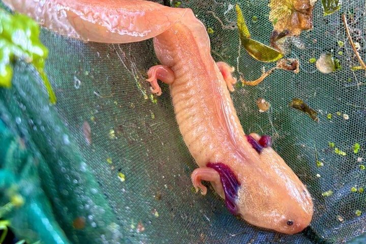 ソチミルコのカヤック：自然とつながる時間の旅