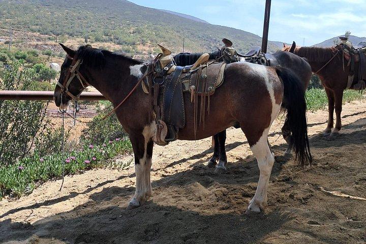プライベートショアエクスカーション：ビーチまたはキャニオン乗馬＋ブファドラオプショナル