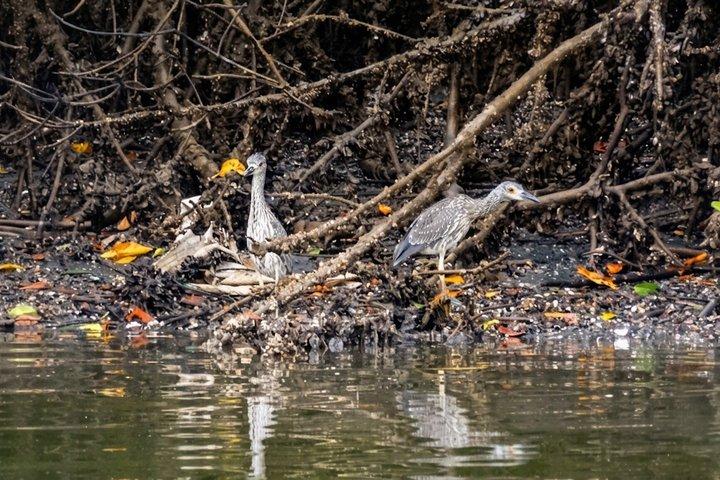 グアヤキル発マングローブ、イルカ、カカオ農園を巡る1日ツアー