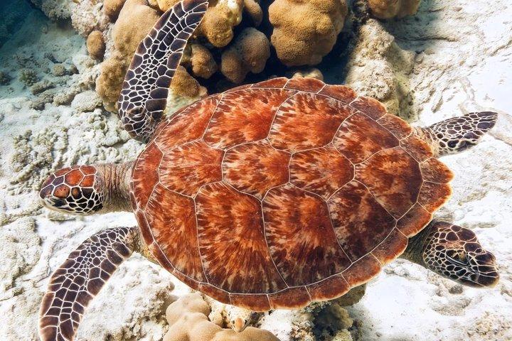 イスラ・ムヘーレス海中博物館シュノーケリングアドベンチャー もっと