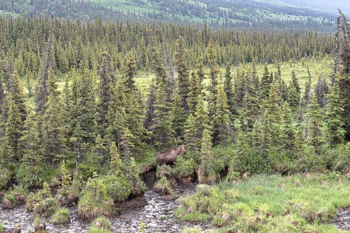 Castner Glacier Ice Cave Adventure from Fairbanks