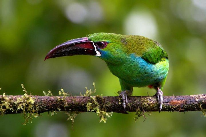 Mindo Nebelwald : Kolibris, Vogel- und Wasserfalltour