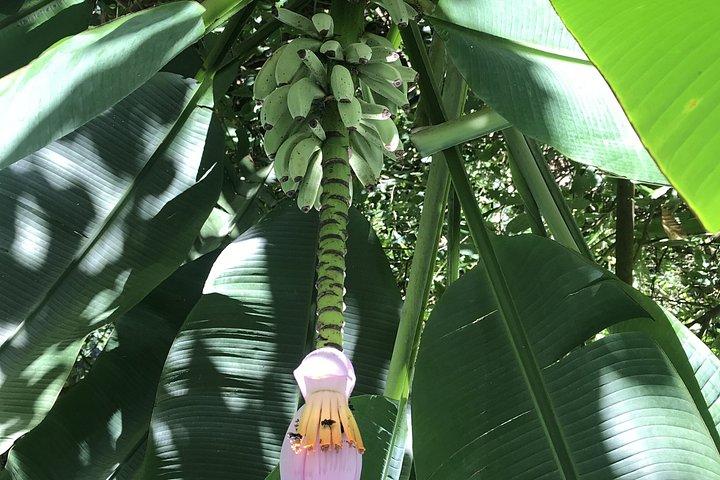 Rio : Tijuca Rainforest Private Summit ハイキング＆滝