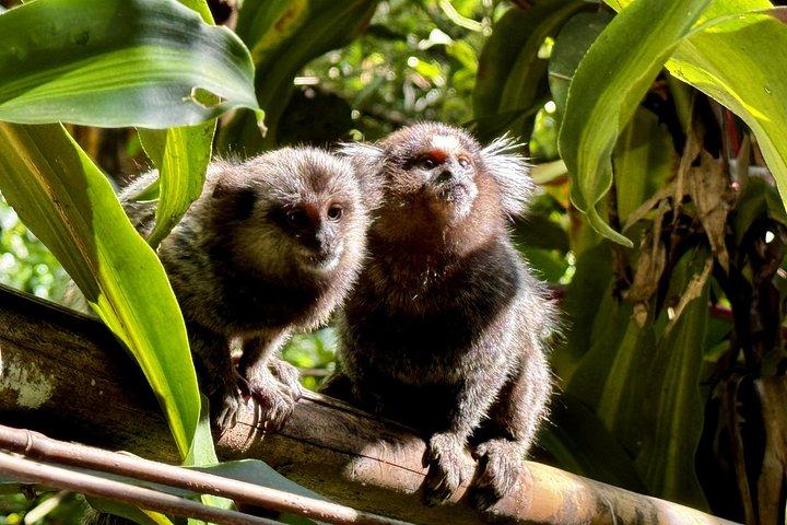 Rio : Tijuca Rainforest Private Summit ハイキング＆滝