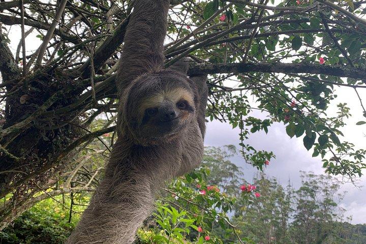 Rio : Tijuca Rainforest Private Summit ハイキング＆滝