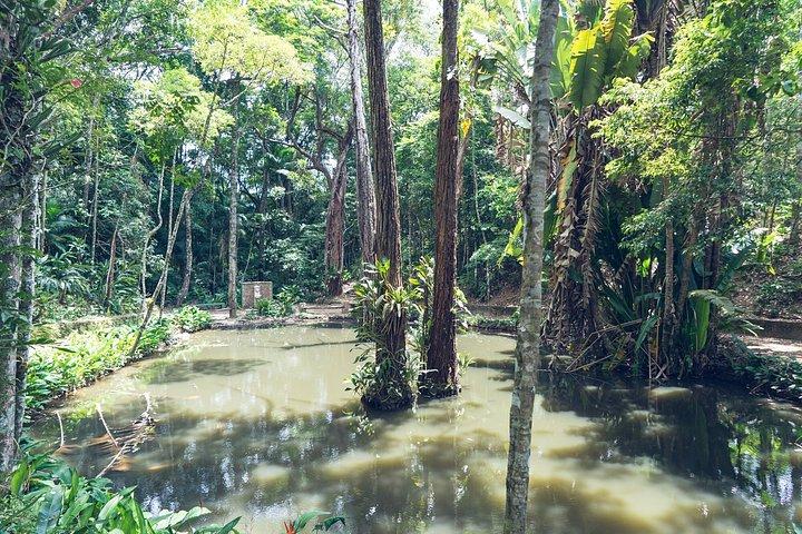 Rio : Tijuca Rainforest Private Summit ハイキング＆滝