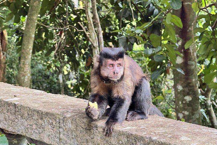 Rio : Tijuca Rainforest Private Summit ハイキング＆滝