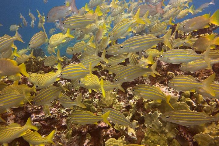 Groepsrondleidingen in Isla Mujeres