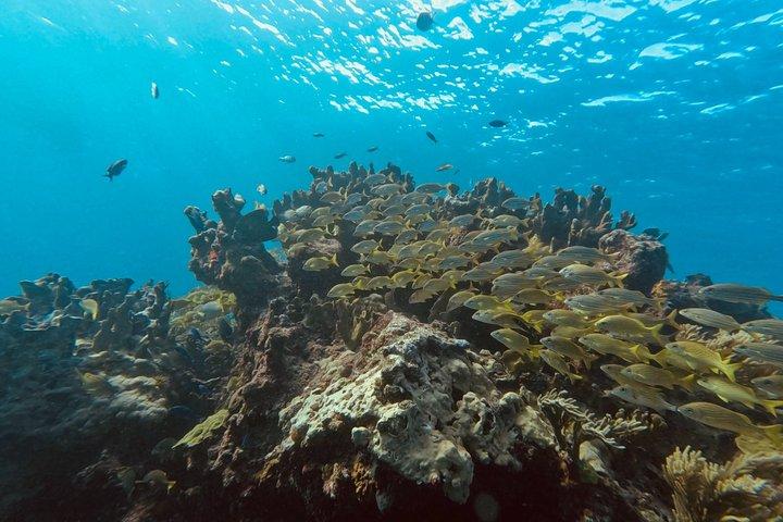 Groepsrondleidingen in Isla Mujeres