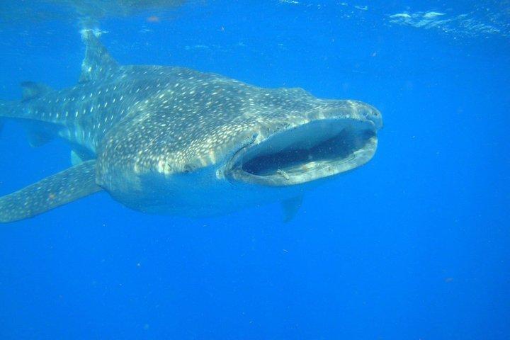 Groepsrondleidingen in Isla Mujeres