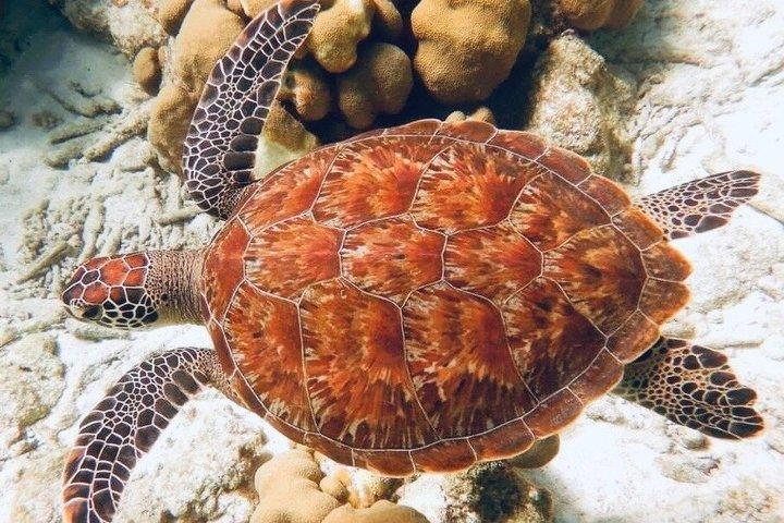Groepsrondleidingen in Isla Mujeres