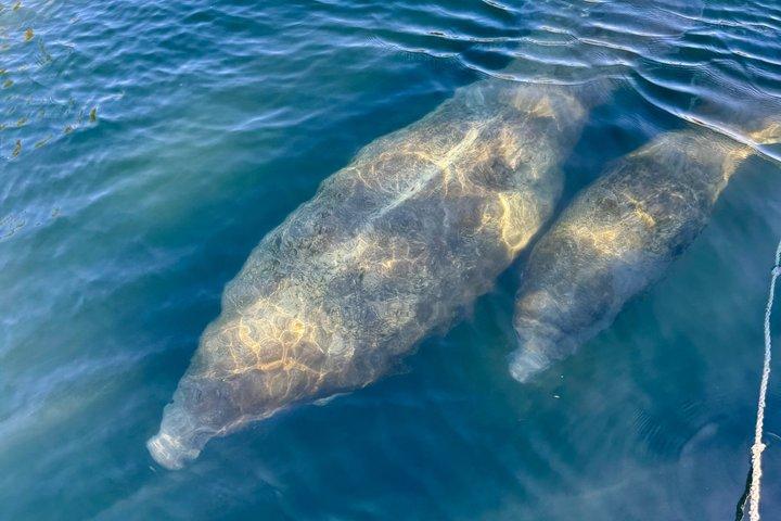 Small Group Kings Bay Wildlife Boat Tour in Crystal River
