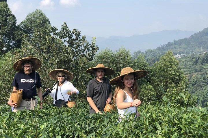 成都発巨大仏＆隠れ家茶村日帰り旅行