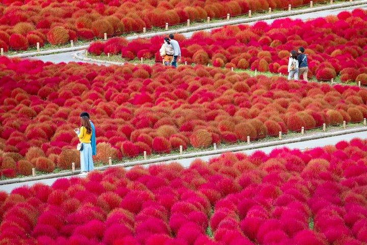 Autumn Hitachi Seaside and Fukuroda Falls Day Tour from Tokyo