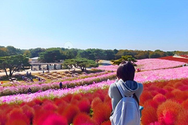 東京から秋の常陸海浜と袋田の滝日帰りツアー