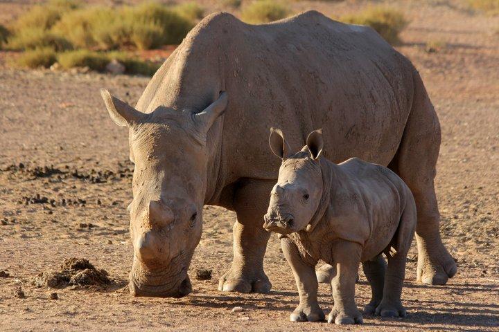 Safari Game Drive, déjeuner et transferts depuis Le Cap