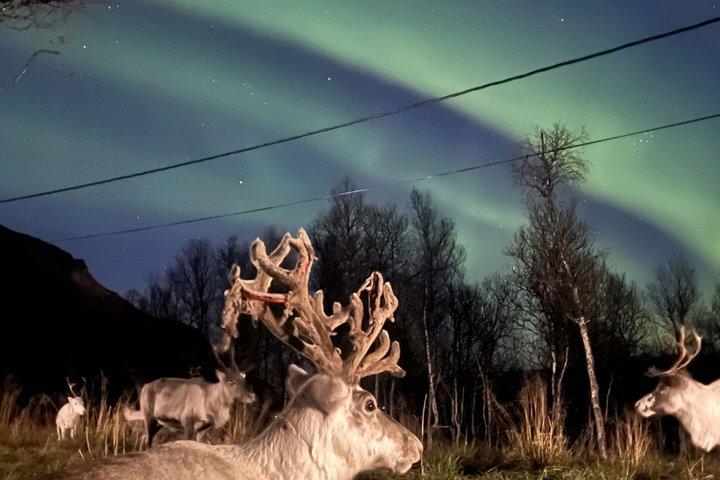 Alimentazione delle renne e cultura Sami con l'aurora boreale in autunno