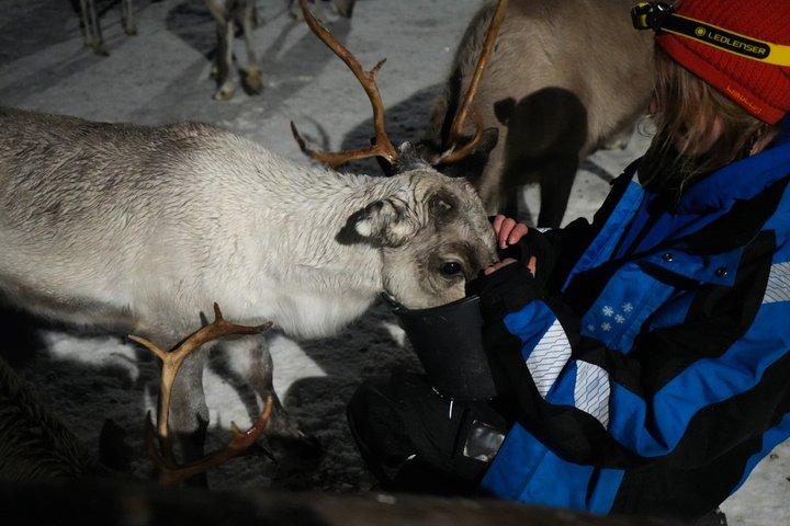 Alimentazione delle renne e cultura Sami con l'aurora boreale in autunno